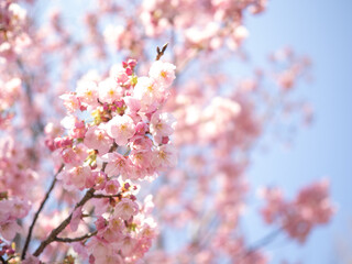 Obraz premium 春の桜