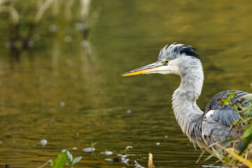 Naklejka premium Close-up Portrait of a Grey Heron (Ardea cinerea) with Detailed Plumage by the Water