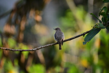 Obraz premium This small, dusky-grey flycatcher perches solitarily on a slender, horizontal branch. Its soft, mottled plumage blends into the dappled green and yellow bokeh of the lush, sunlit forest background.