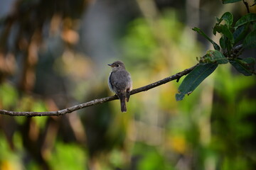 Fototapeta premium This small, dusky-grey flycatcher perches solitarily on a slender, horizontal branch. Its soft, mottled plumage blends into the dappled green and yellow bokeh of the lush, sunlit forest background.