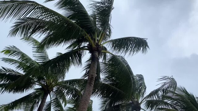 Palm trees bending in strong wind under grey stormy sky in tropical Thailand, storm weather concept.