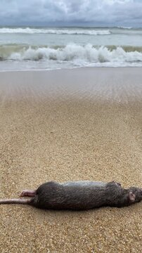 Dead rat on tropical beach shore, environmental disaster and pollution concept, coastal ecology crisis awareness.