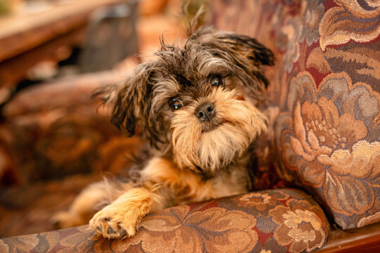 Small terrier mix dog with shaggy fur resting on a patterned armchair