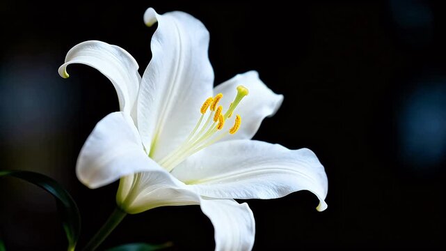 White lily flower with yellow stamens