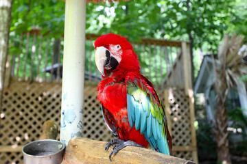 Red and blue macaw © Steven Coccaro