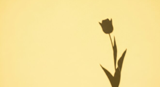 Elegant Shadow of a Tulip Flower Against Soft Yellow Background