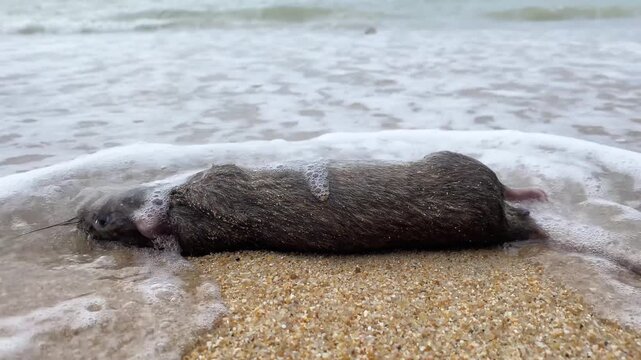 Close-up of dead rat washed ashore on tropical beach, environmental contamination and ecological disaster concept.