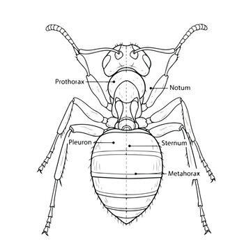 Detailed anatomy of an insect body parts labeled diagram