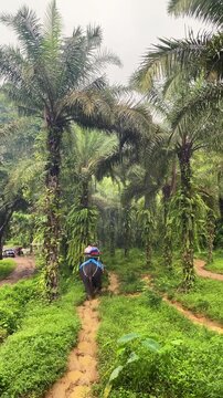 Tourist riding an elephant through tropical jungle in Phuket Thailand, vertical video of elephant trekking activity.
