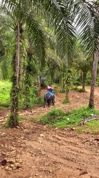 Tourist riding an elephant through tropical jungle in Thailand, elephant trekking entertainment activity in Phuket.