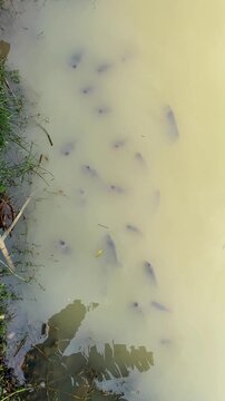 Fish swimming in a pond rushing to the surface waiting to be fed, vertical video of aquatic wildlife close-up.