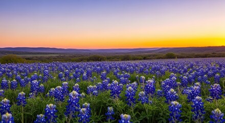 Fototapeta premium Expansive Bluebonnet Field Underneath Vibrant Sunset Sky