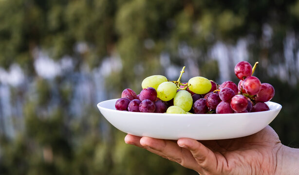 Hand holding a white bowl with fresh red and green grapes.
