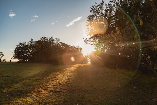 Golden hour sunbeams pierce through trees onto a grassy lawn with lens flare