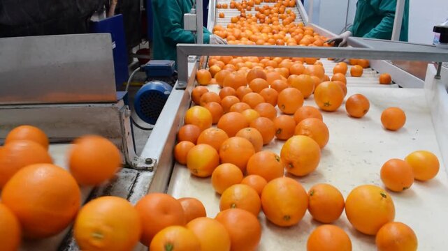 Manual selection of oranges on conveyor belt in warehouse