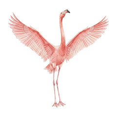 Stretching Flamingo Watercolor Vector Illustration Isolated on White Background Wings Open Pink Bird Clipart  © tripsy