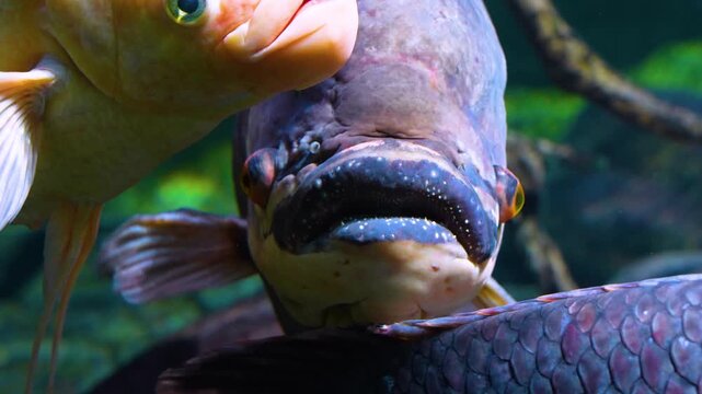 Close up head of an elephant ear fish gourami resting underwater in a river