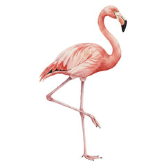 One Leg Flamingo Watercolor Vector Illustration Isolated on White Background Elegant Pink Bird Clipart  © tripsy