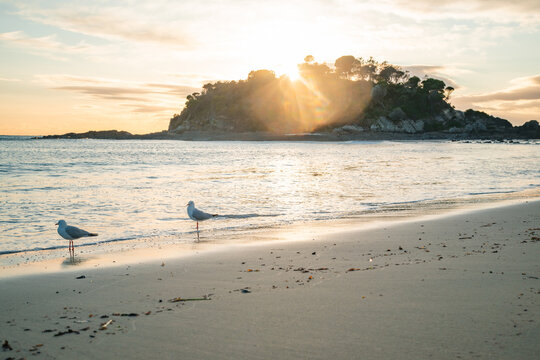Two seagulls on the beach at sunrise with Hedgehog Island in the background