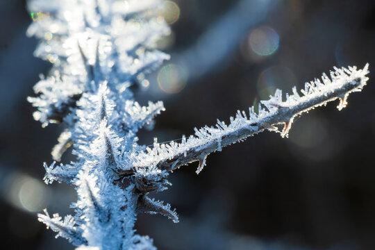 Close up of frost crystals on a stem of blackberry thorns