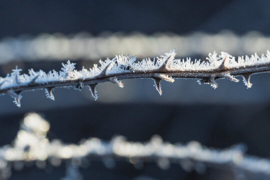 Close up of frost crystals on a stem of blackberry thorns
