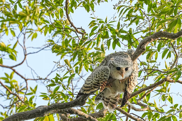 Obraz premium The Nepalese owl perches on a tree, living naturally in the forests of Thailand.