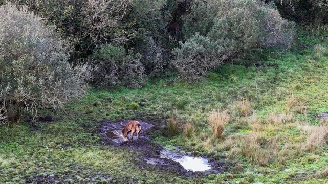 Red deer stags and hinds wallowing in the mud during the rut in County Donegal, Ireland