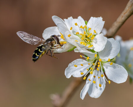 Schwebfliege an einer Bl&uuml;te des Pflaumenbaums