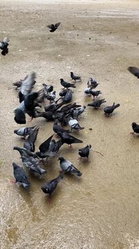 Flock of pigeons gathering to feed on the ground, vertical video of birds flocking in tropical Thailand.