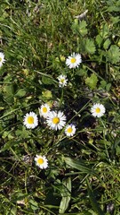 Close-up shot of small white daisies (Bellis perennis) blooming in green grass. Natural spring background with soft sunlight and herbal texture. © Nat