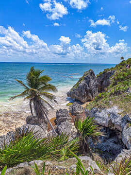 Leaning palm tree on a rocky beach with turquoise waters in Tulum, Mexico.