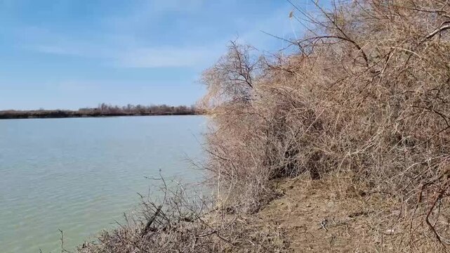 Syr Darya river in early spring with bare tugay trees on the banks. 