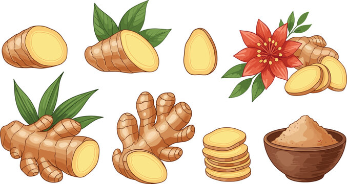 Fresh Ginger Root Vector Set with Slices, Powder Bowl, Green Leaves, and Ginger Flower Illustrations for Culinary, Healthcare, and Organic Spice Product Designs