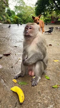 Wild monkey eating a banana given by tourists in Phuket Thailand, close-up of primate feeding in nature.