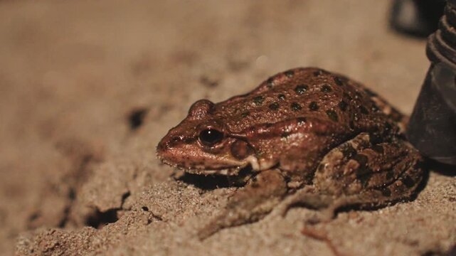 Night camping toad on sand, closeup under moonlight near camper boot, textured mottled skin, cautious posture, subtle shadow, ambient camp glow, macro focus capturing nocturnal amphibian behavior,