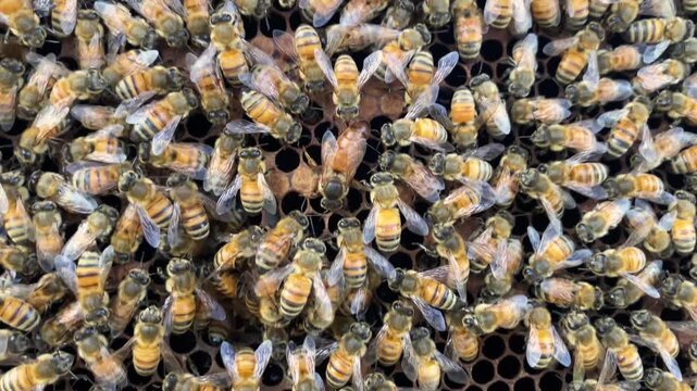 Close-up of domestic bees on honeycomb producing honey, macro shot of bee colony at a honey farm in Phuket.