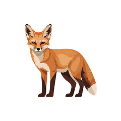 Obraz premium Red fox standing on white background looking forward with alert posture and expression