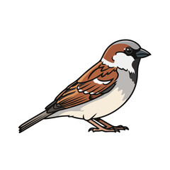 Obraz premium Sparrow bird standing on ground looking sideways in brown gray and white plumage