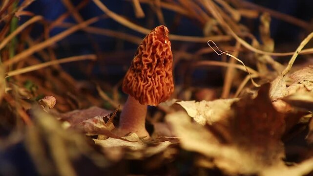 Close Up of Edible Morel Mushroom on Forest Floor