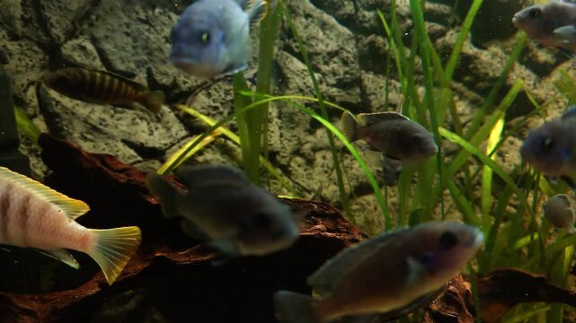 Colorful tropical fish swimming in aquarium with plants and rocks. Close-up underwater scene with striped cichlid and vivid species, natural aquatic habitat.