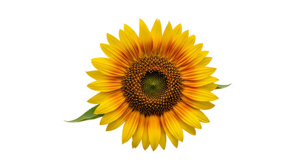 Fototapeta premium Vibrant sunflower bloom with bright yellow petals and dark center