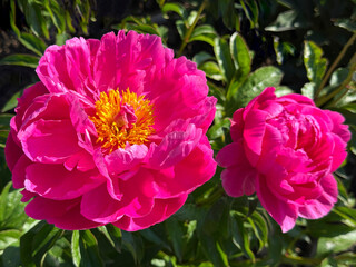 Bright pink peonies in garden. © OLENA LIALINA