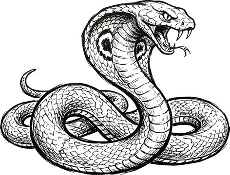 King cobra snake illustration, black and white hand drawn reptile vector, aggressive king cobra with open mouth and fangs, eps format