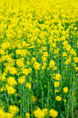 Obraz premium Bright mustard flowers growing in the countryside The Concept of Fertility