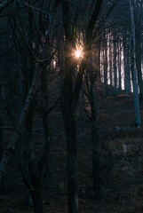 promienie słońca przebijające sie przez drzewa © Arek mały