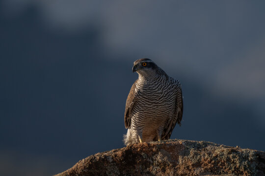 A Eurasian goshawk perches on top of a rock. The goshawk is searching for food on the ground.