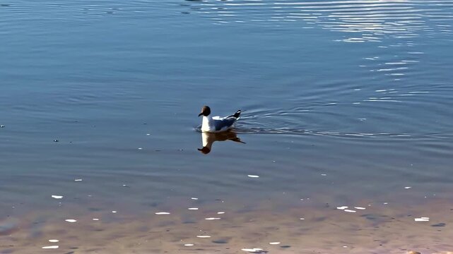 Gull Swimming In Calm Water On Lake. Wild Avian Species In River Habitats