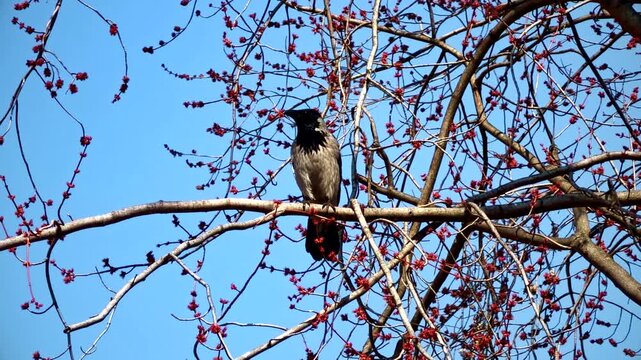 Crow Perched On Spring Tree Branch. Wild Bird In Natural Habitat 