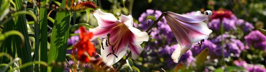 Blumen 1465 © K.-U. Häßler