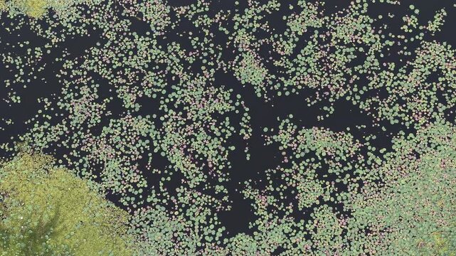 Aerial Top View of Lily Pads Floating on Dark Water Creating Abstract Natural Pattern